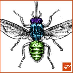 Pubquiz vraag Insekten 8116