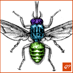 Pubquiz vraag Insekten 7578